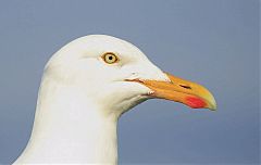 European Herring Gull